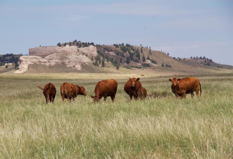 Pasture lease workshop scheduled in Rushville